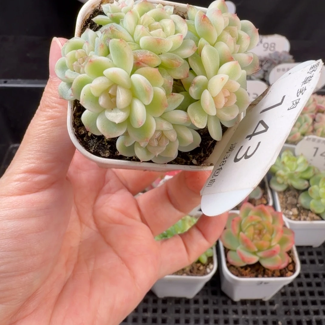 繁花八头群默认有砍143号