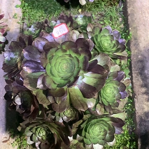 屁**猪8922黑魔多肉植物