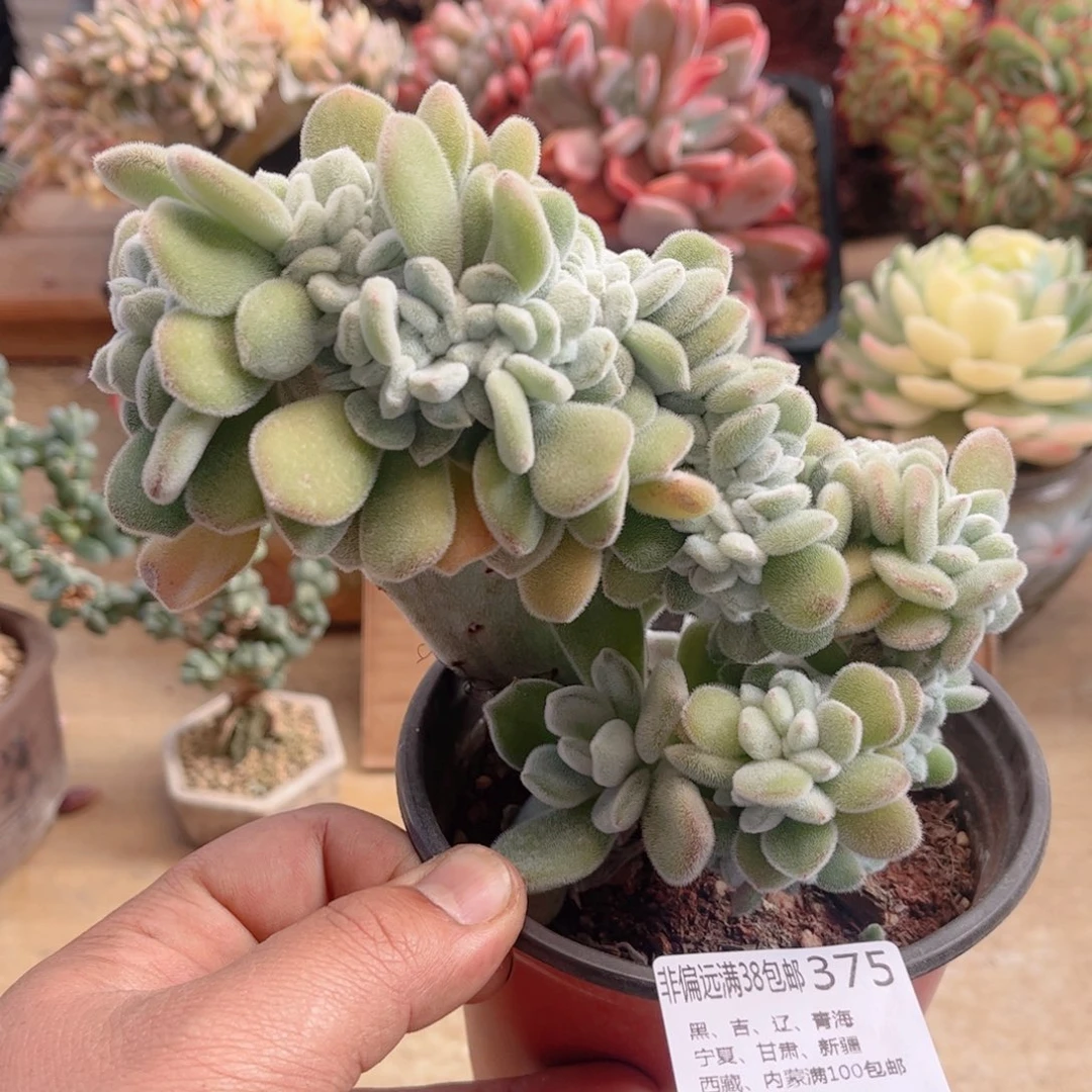 375雪晃星缀德华多肉