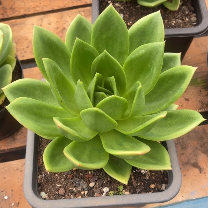 翠花一物一拍多肉