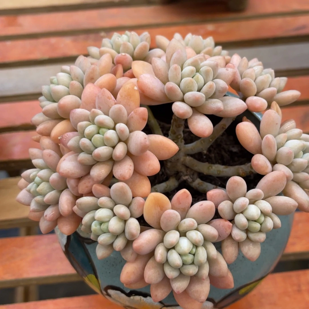 用****3373737383835533