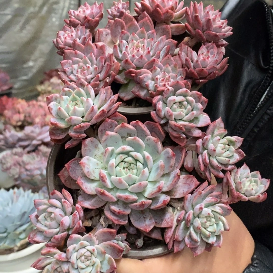 霜花小老桩手捧多肉