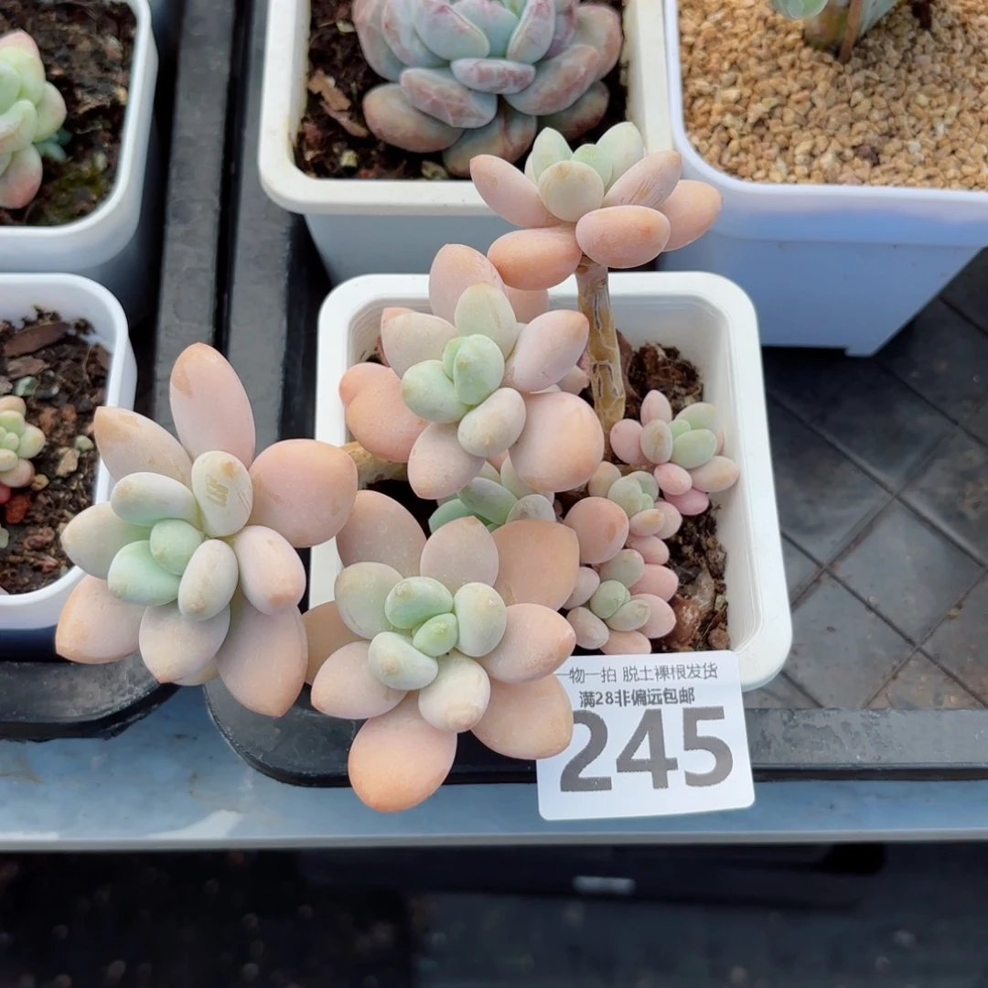 珍妮手指无盆土发货