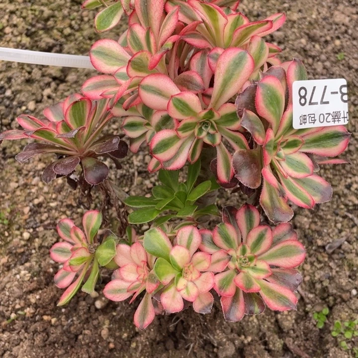 778初恋有砍多肉12345789不包掉头