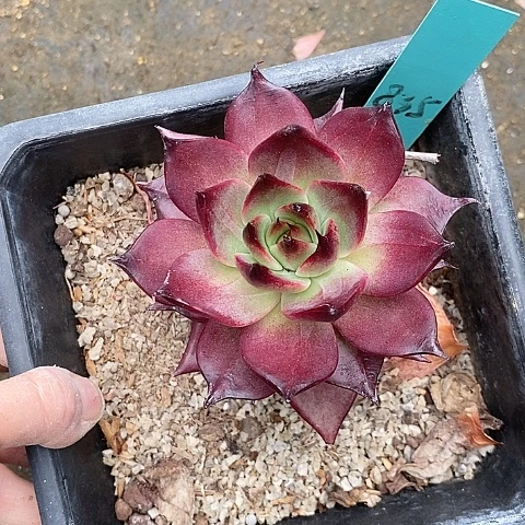 夜**兰835多肉植物老桩