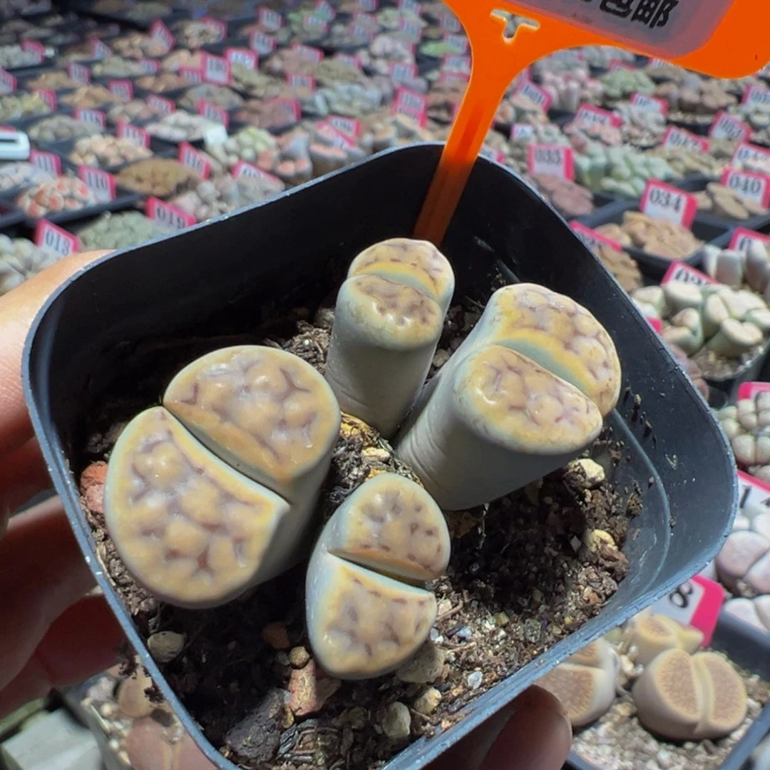 247 一物一拍，默认有伤，介意勿拍，不退不换