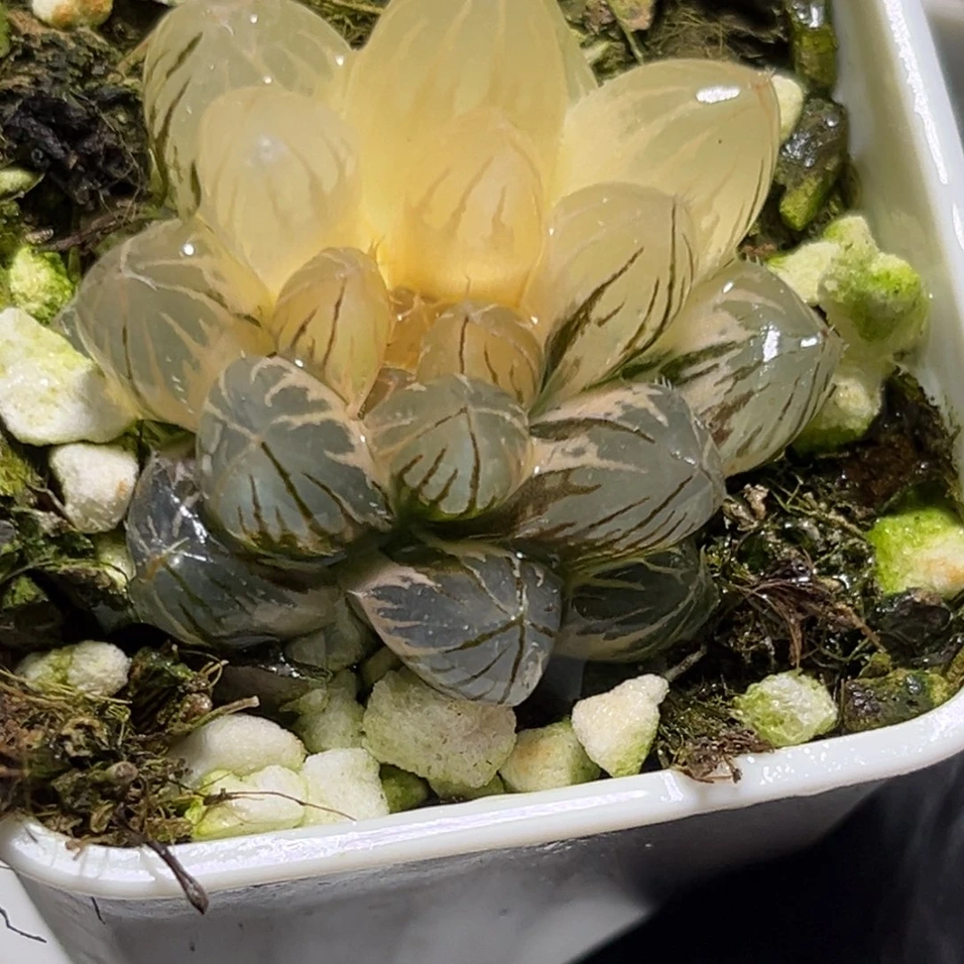 恭喜发财大吉大利1263