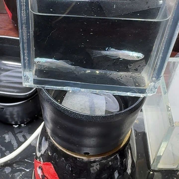 青鳉鱼65号拍品长鳍青蝶