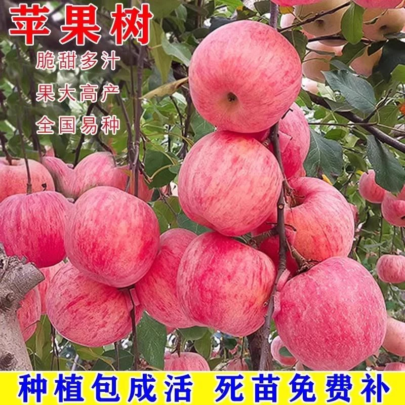 烟台红富士2001脆甜苹 果树苗嫁接苹 果苗南方北方种植当年结果