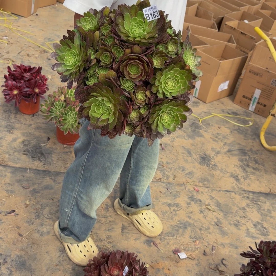 无花朵163多肉植物捧花的