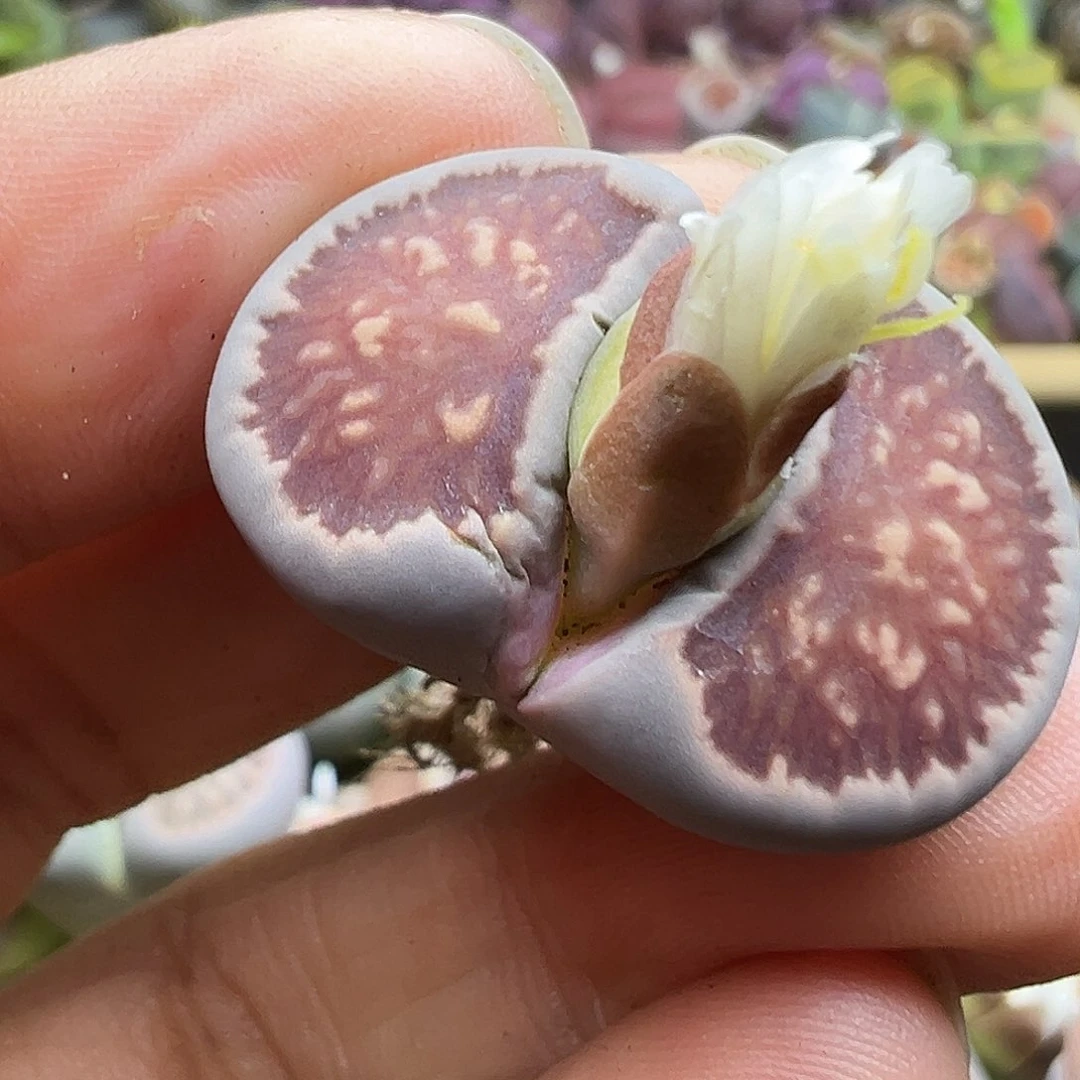 1331超级福利自己体会2.7厘米