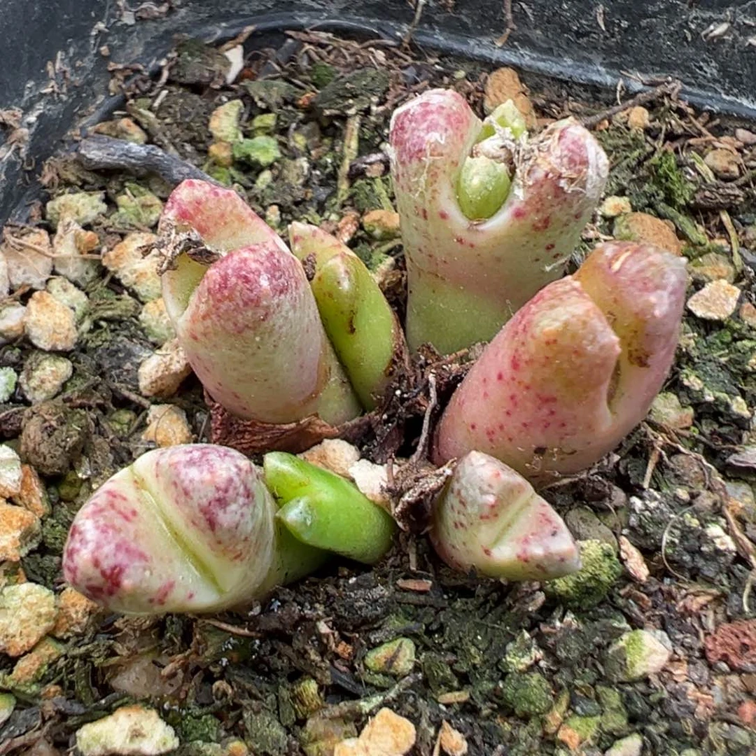 11.15好看的多肉脱土发货517