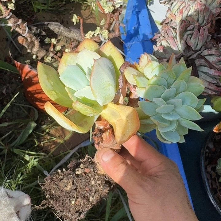 小***咪白凤缀化一物一拍