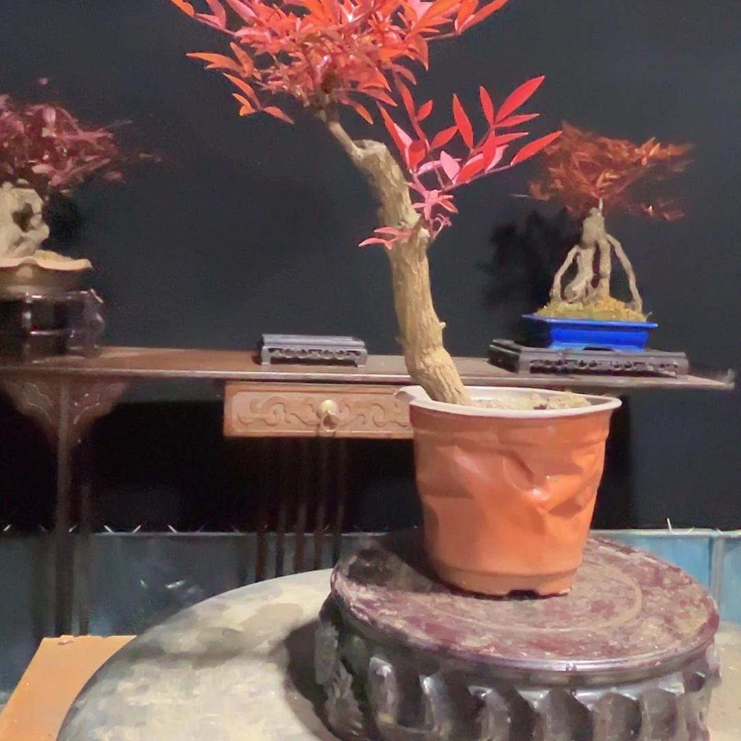 不开花植物00000007