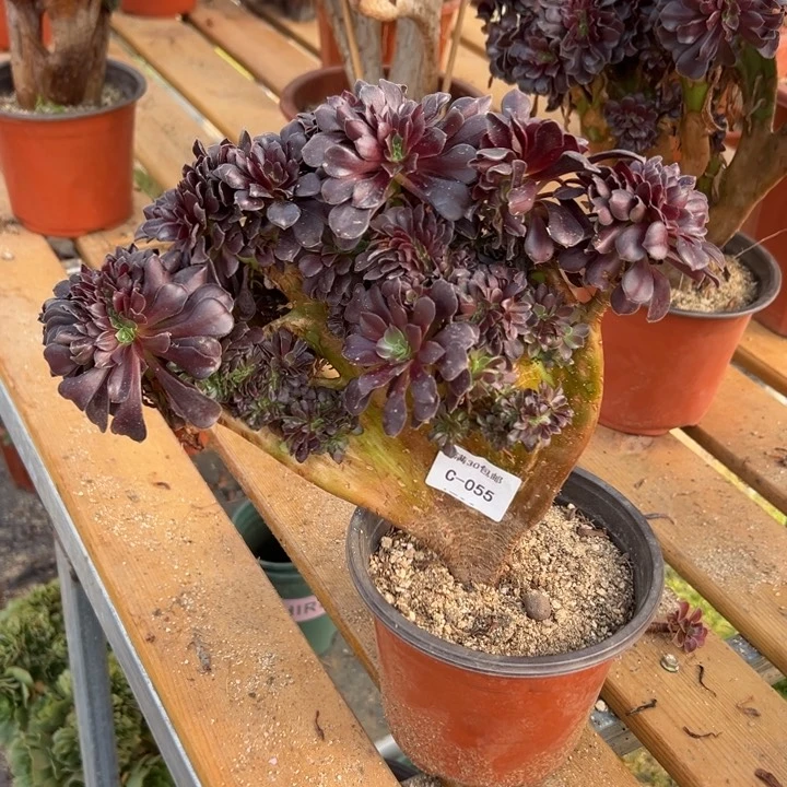 055 欧紫缀宽27 公分带虫咬不售后