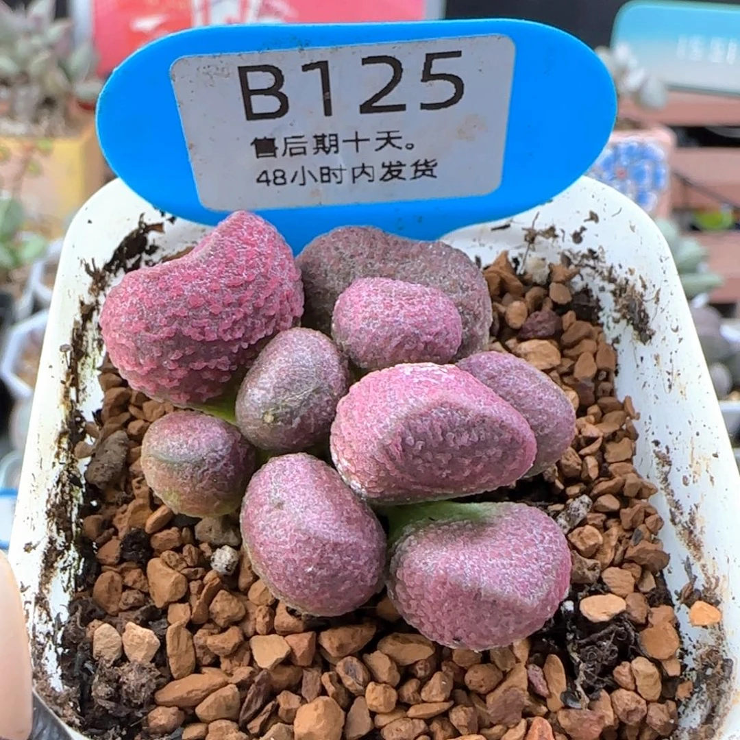 红烧肉。   125。