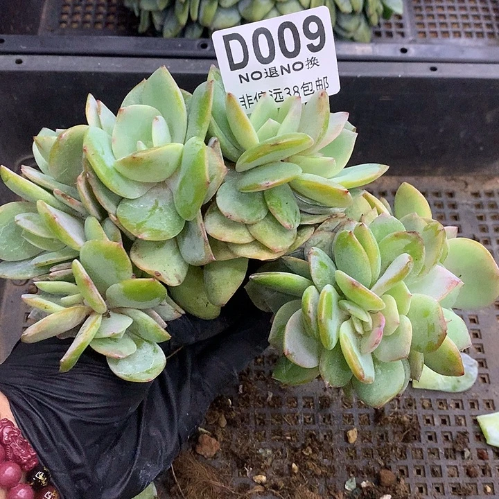 白凤朵朵 009 秒拍秒退拉黑