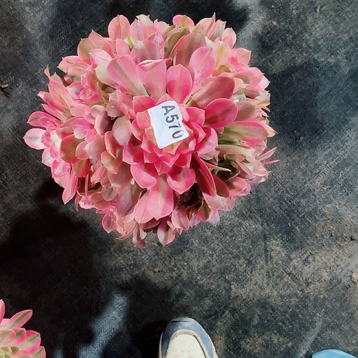 多肉香妃法师锦啊570