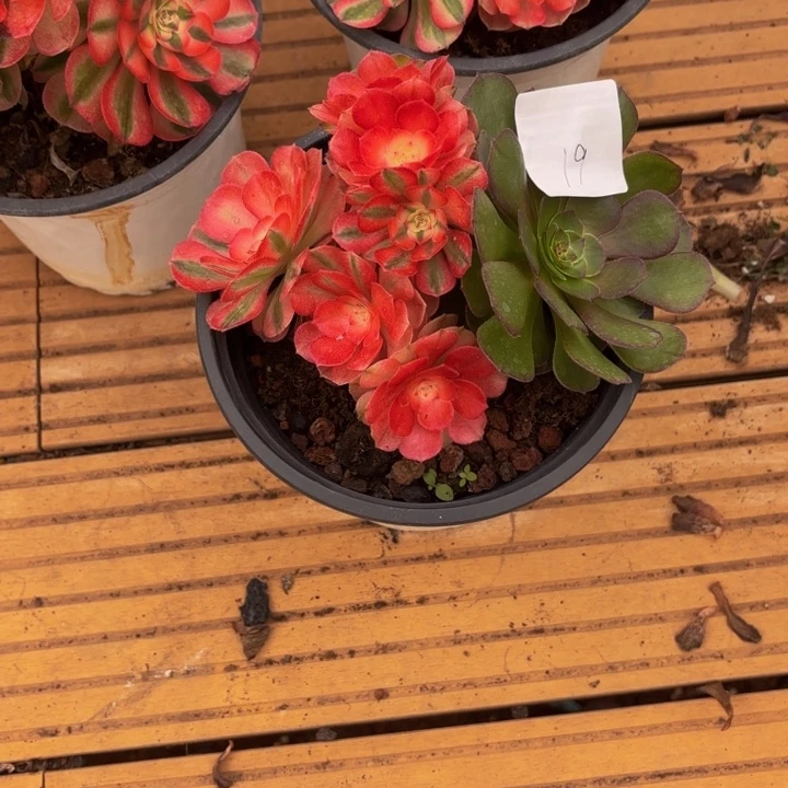 云南荔枝好看19号