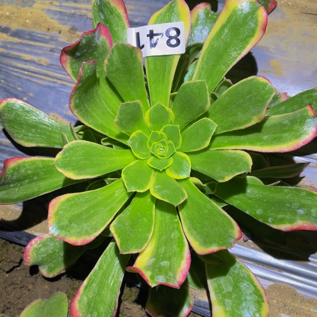 特斯拉多肉植物保护841