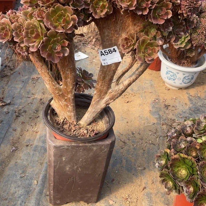 多肉柠檬玫瑰缀化，杆子有瑕疵584