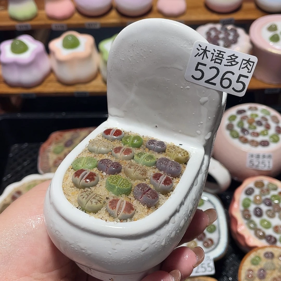 带盆土植物 一物一拍5265