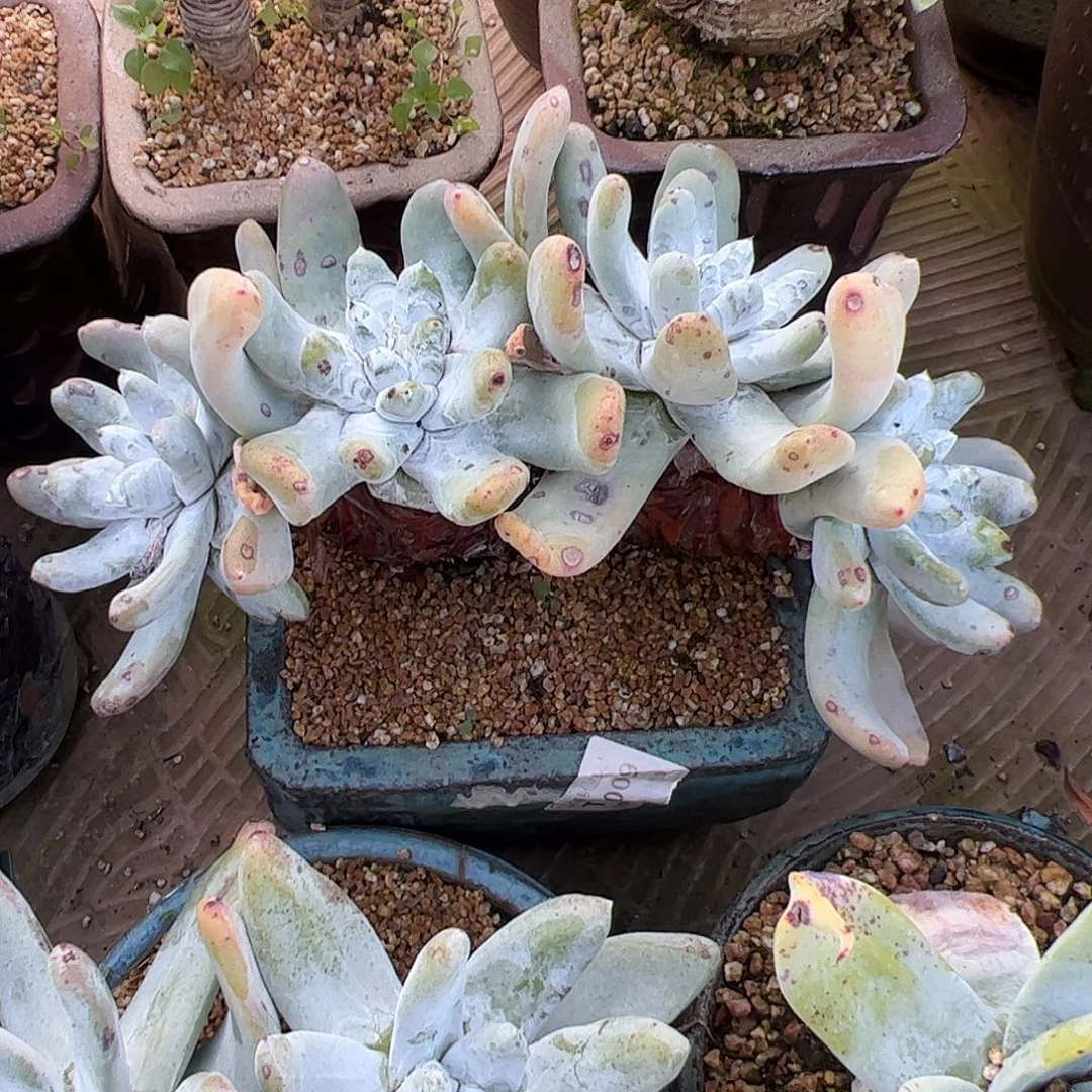 P***y4095拇指仙女杯多肉