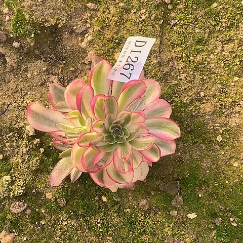 1267倾城多肉法师