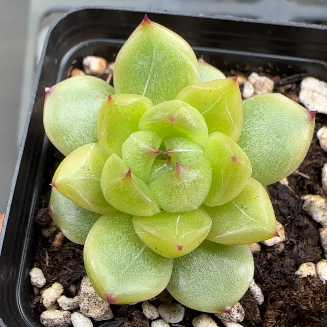 一物一拍空灵珍妮30123