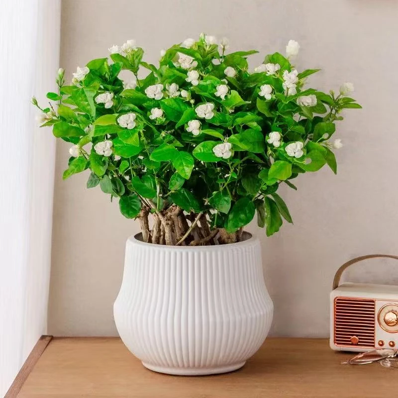 【带花苞】茉莉花之乡横州市重瓣香水茉莉花可地栽清香开花