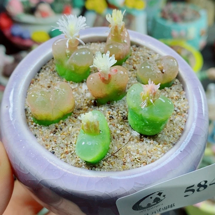 584 生石花花花花花花花