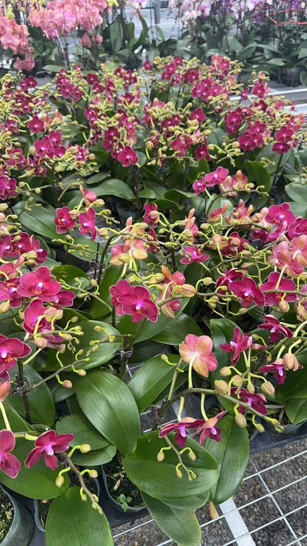 甜心公主【2.8寸杯】高档蝴蝶兰鲜花盆栽
