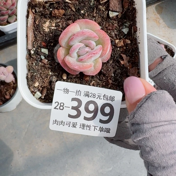 是石化桔子冰无盆土发货多肉多