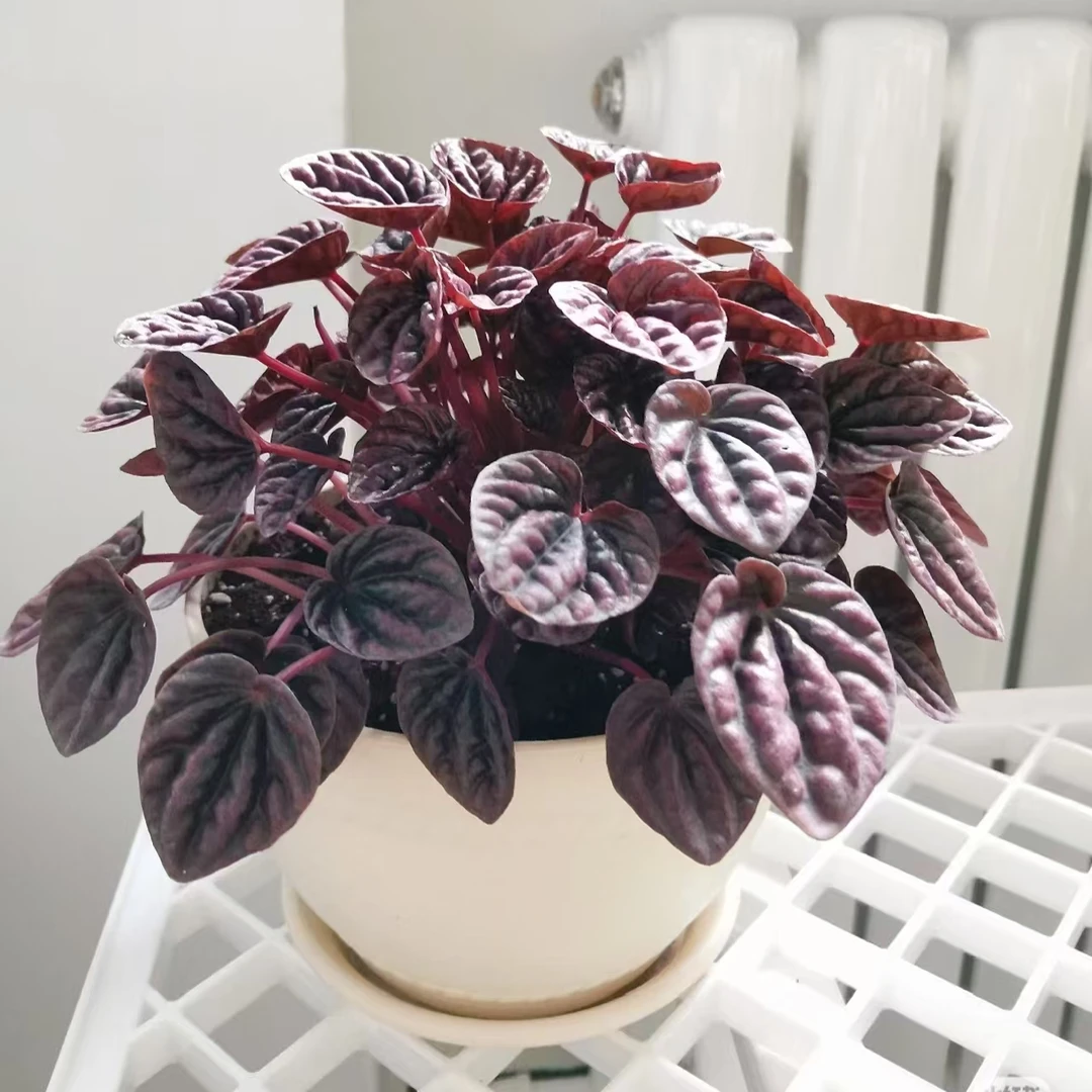 红宝石红美人皱叶椒草室耐阴懒人办公室客厅桌面绿植盆栽净化空气