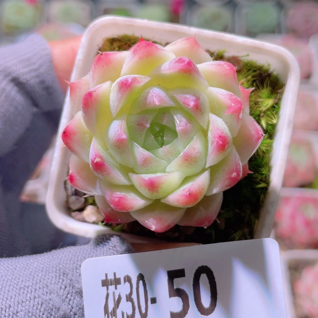 花利美30-50美瞳