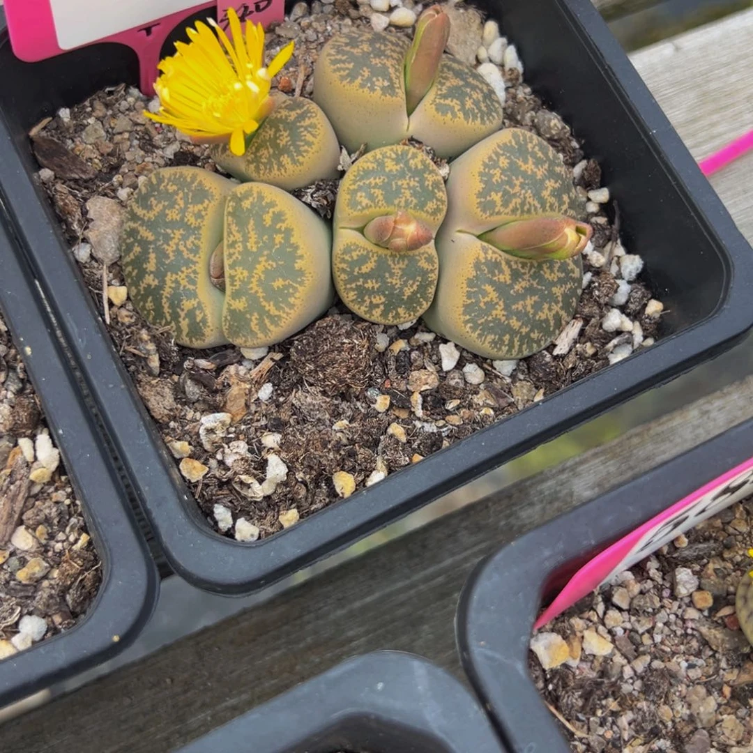 樱****811 一物一拍，默认有伤，介意勿拍，不退不换