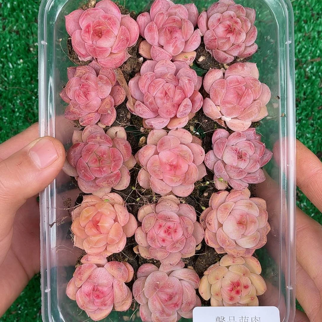 多肉一物一拍31-137