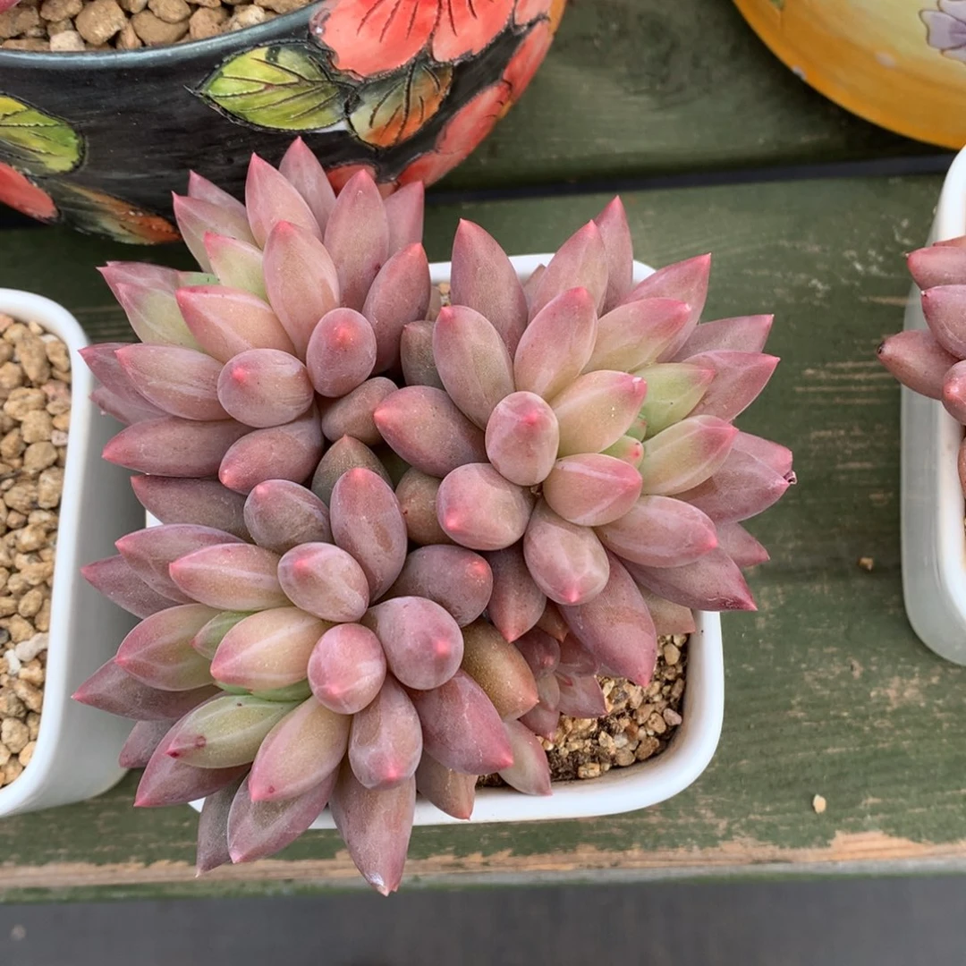 我们家的小姐姐们都