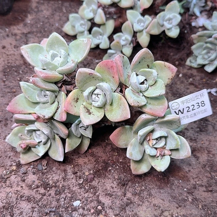2238贝拉瑕疵不售后