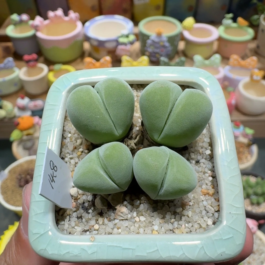 蘑菇1234无比玉多肉植物