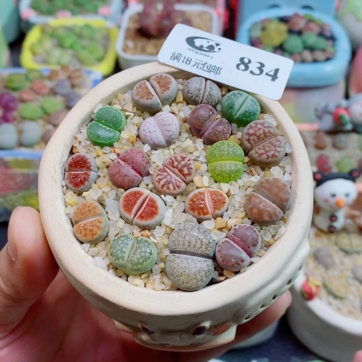 美丽的生石花花花834