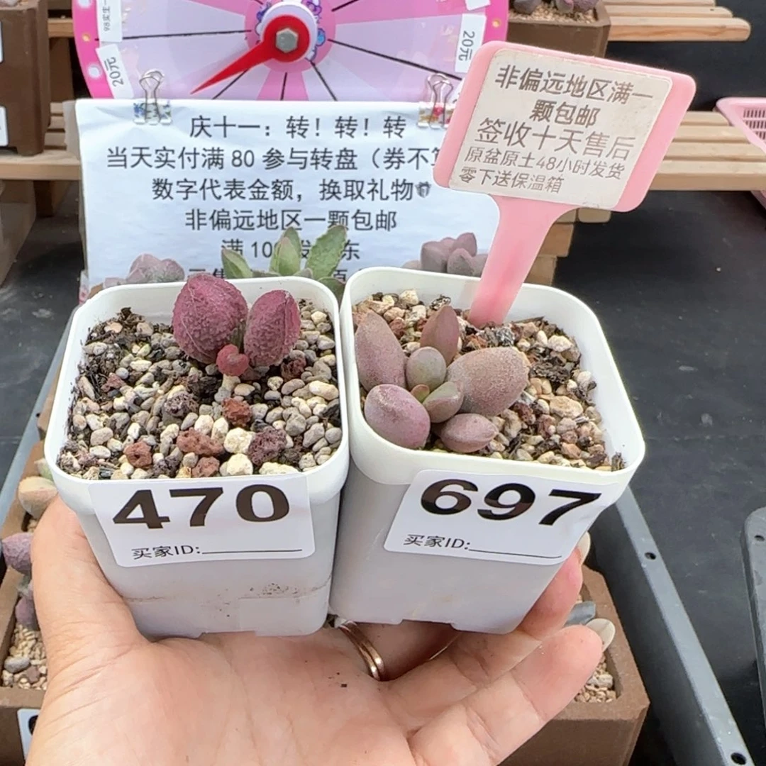 470糖果仙桃多肉植物