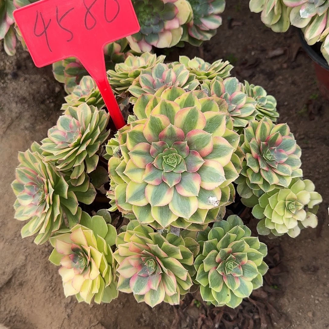 4586雨荷多肉法师