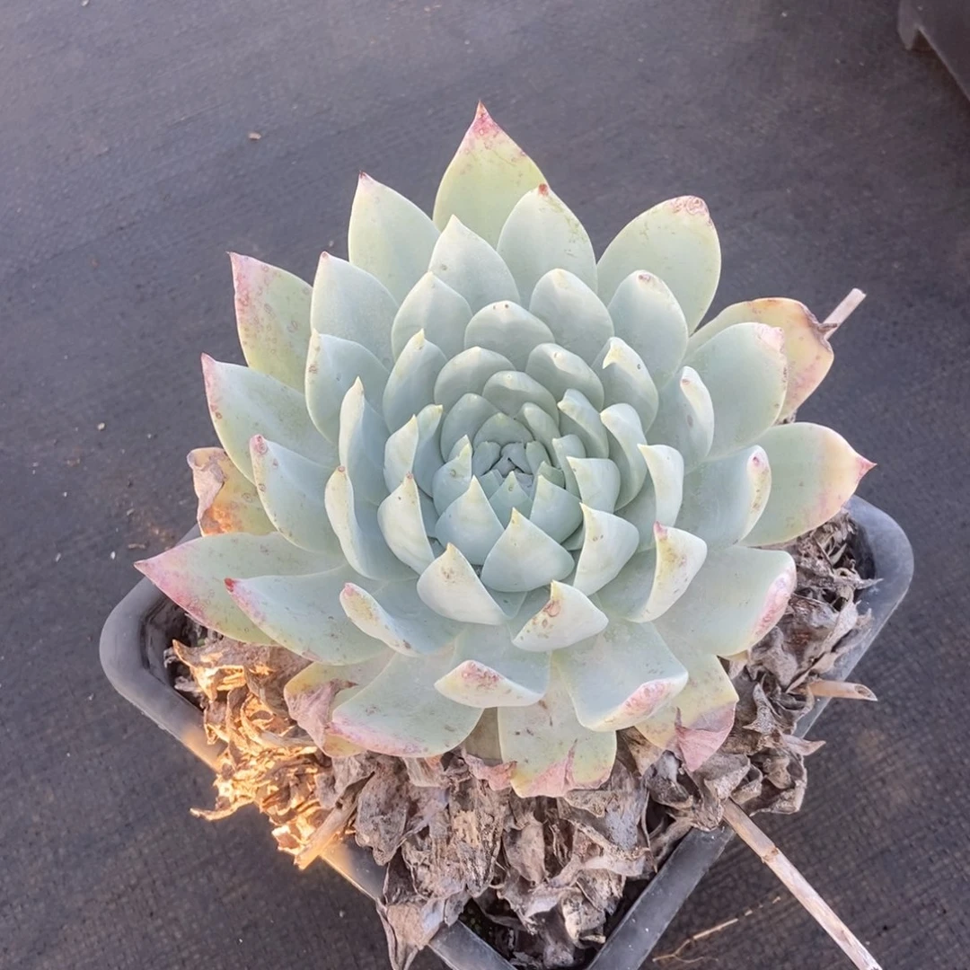 福利多肉植物啦啦啦