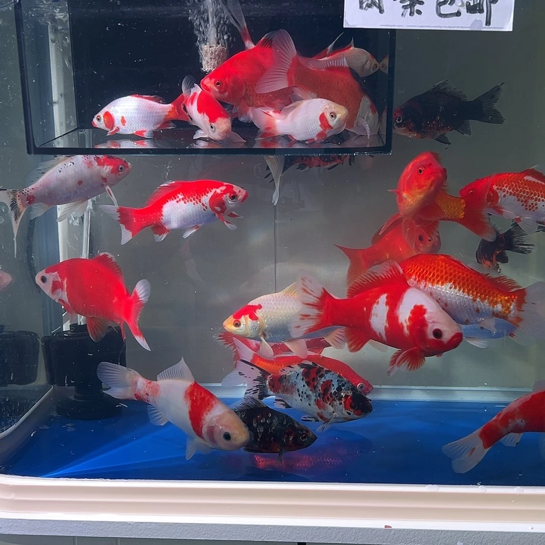 茶***）海水观赏鱼福利多多8