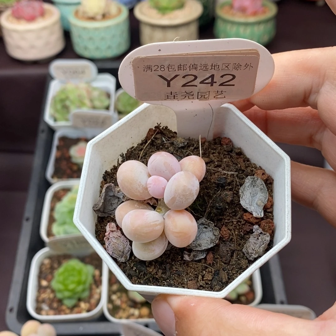 心***心0242 橙雪球 3cm 福利