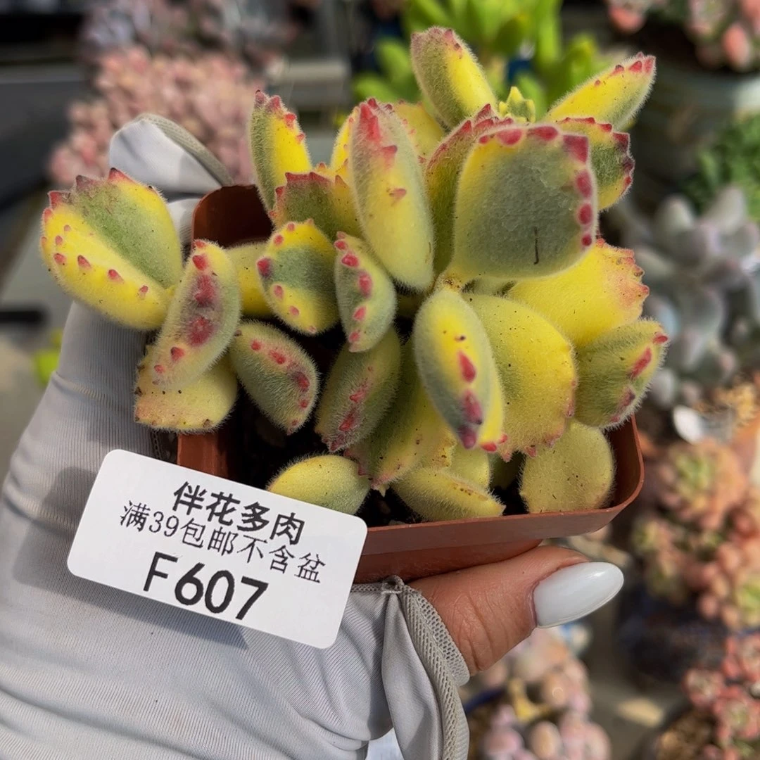 607-彩熊多肉7cm不包整