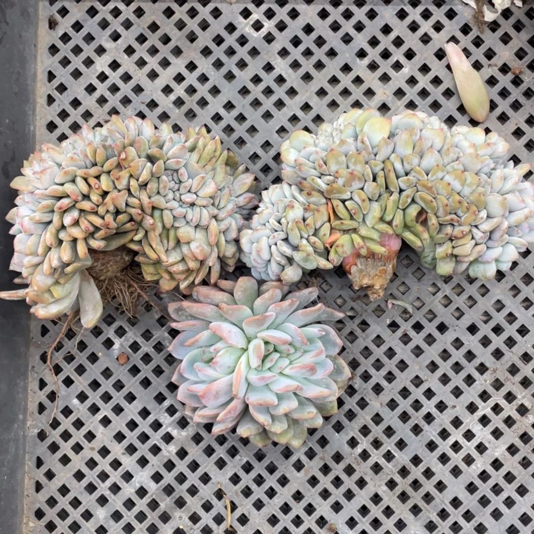 紫皮石榴子星影瑕疵三个一组介意慎拍