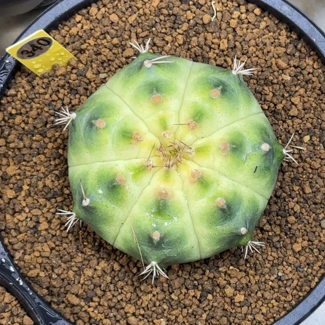 340号泰系实生白轮回