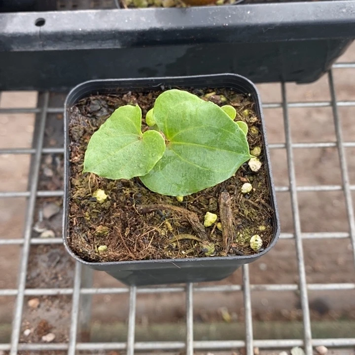 伯克利和格蕾纳等著名音乐